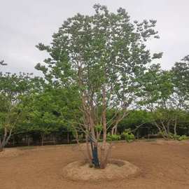 烏桕樹苗在園林綠化工程中的應(yīng)用與價值