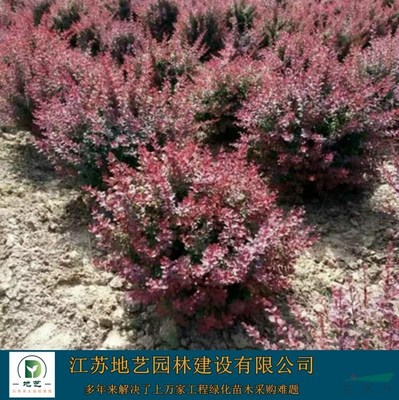 供應(yīng)紅葉小檗球產(chǎn)地——江蘇地藝園林苗圃基地