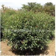 宿遷市耀勢園林綠化工程 構(gòu)筑綠色生態(tài)屏障，提升城市宜居品質(zhì)