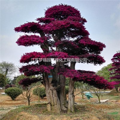 江蘇紅花繼木價格與園林綠化工程報價指南