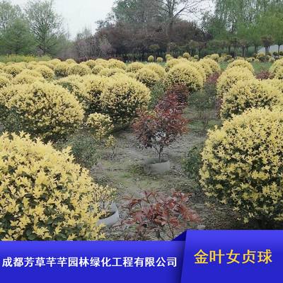 成都常綠灌木金葉女貞球 工程綠化優(yōu)選，批量供應(yīng)園林工程