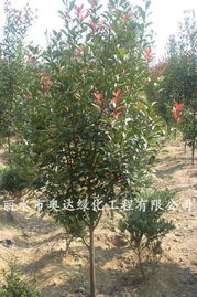 麗水市奧達綠化工程 全球花木網加盟會員引領園林綠化新風尚