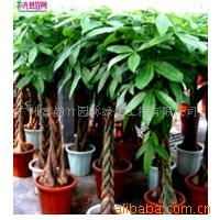 廣州富韻竹園林綠化工程灌木產品目錄