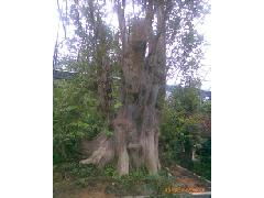 香樟 園林綠化工程的理想選擇