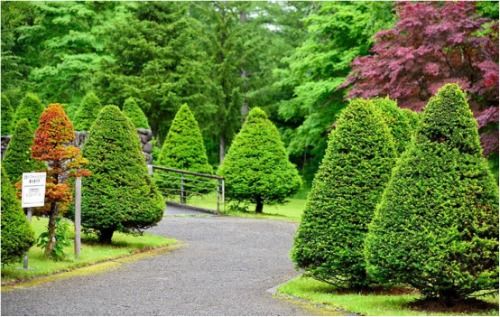 環(huán)境守衛(wèi)者 綠植專(zhuān)業(yè)戶(hù)——樂(lè)山市辜氏花木專(zhuān)業(yè)合作社的園林綠化工程