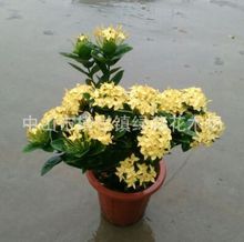 綠籬龍船花 園林綠化工程中的生態(tài)衛(wèi)士與色彩亮點(diǎn)