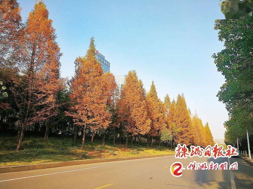 四季有景，株洲最美“西大門(mén)”——探訪這座城市的園林綠化匠心之作