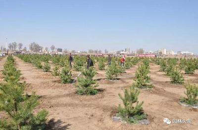 園林苗木移栽七要素 確保綠化工程成活與景觀效果的關鍵