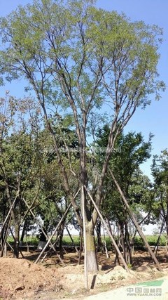 四川精品國槐基地 打造園林綠化工程優質苗木供應源